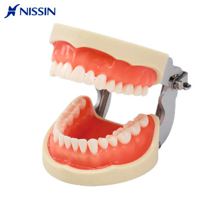 Tipodonto nisin original. Deposito Dentalmex